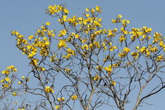Cochlospermum religiosum